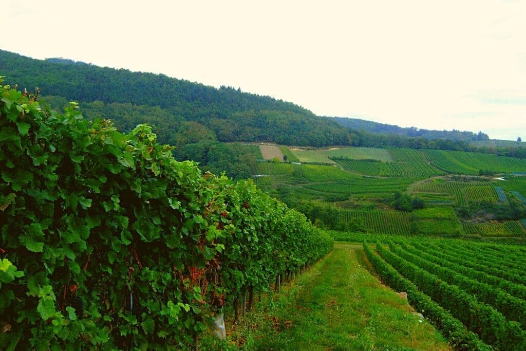 Les vignobles d'Alsace en France