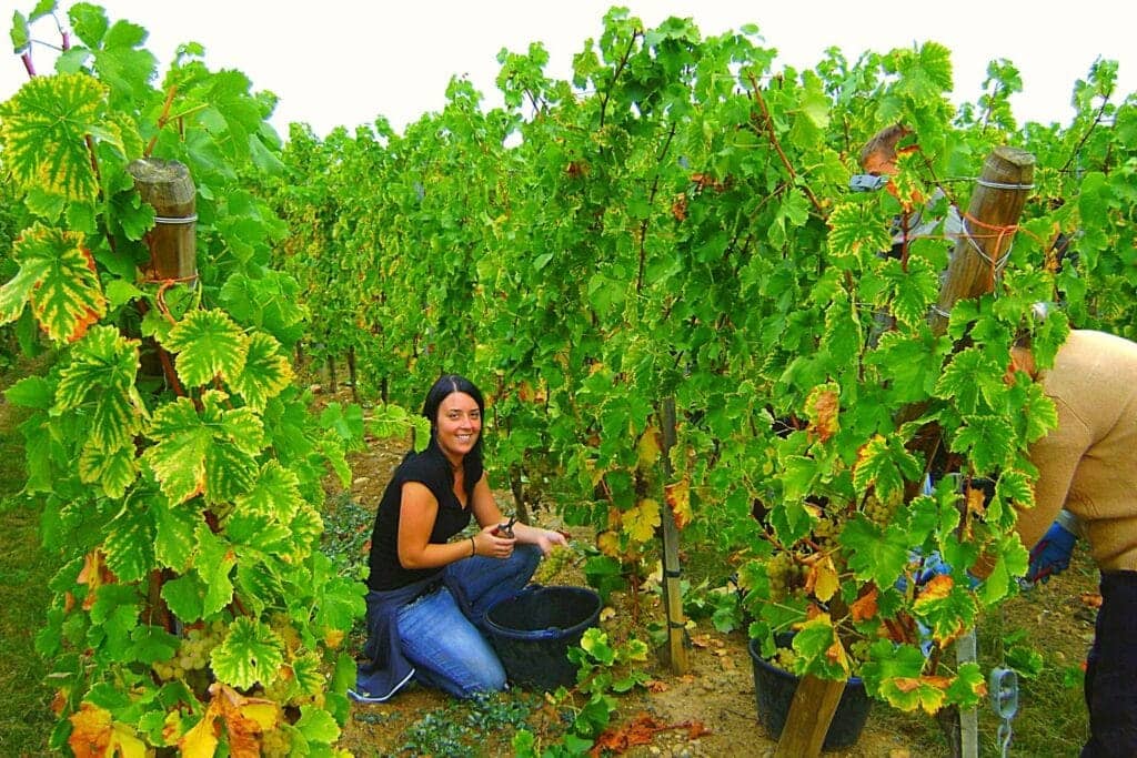 Les vignobles d'Alsace en France