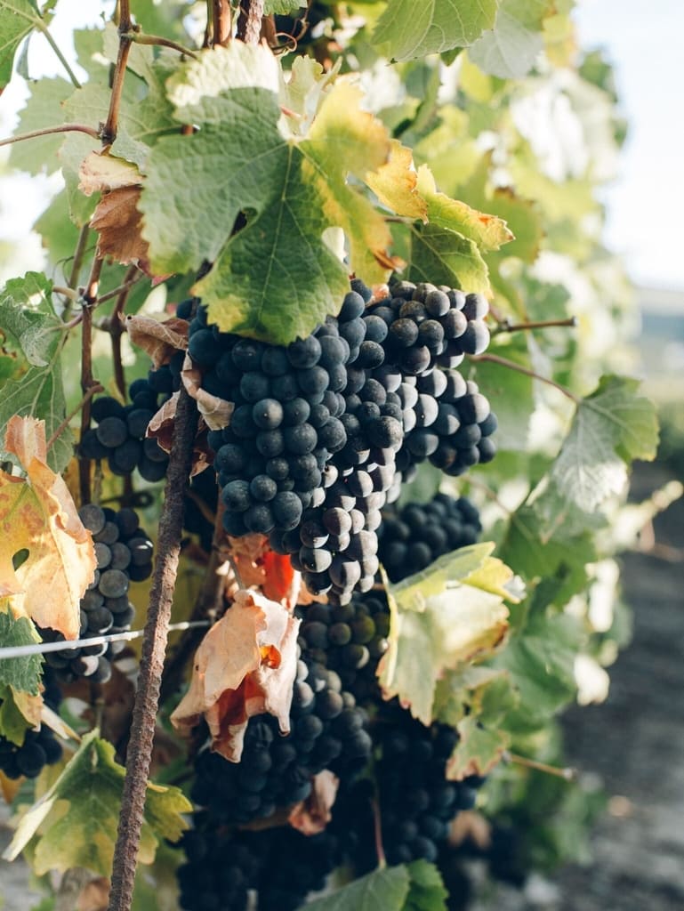 vignoble