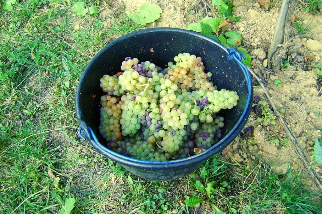Les vignobles d'Alsace en France