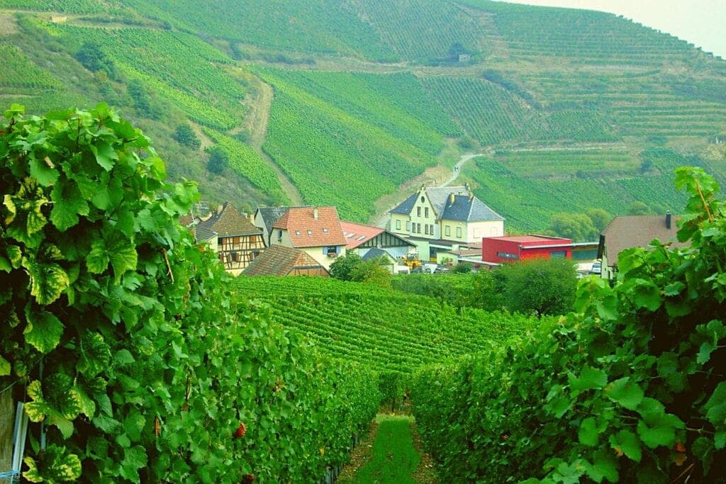 Les vignobles d'Alsace en France