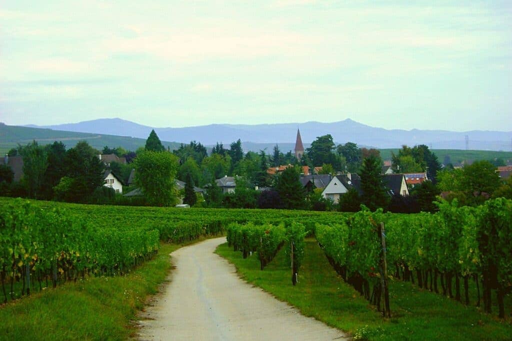 Les vignobles d'Alsace en France