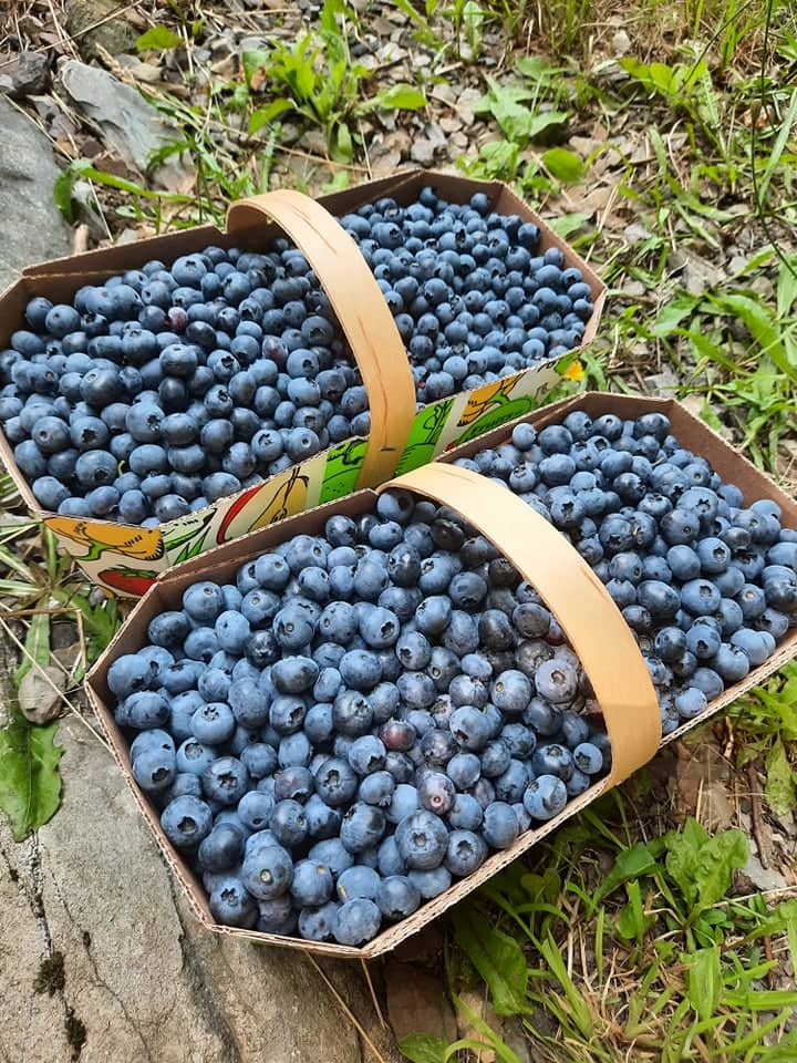 Muffins aux petits fruits bleus